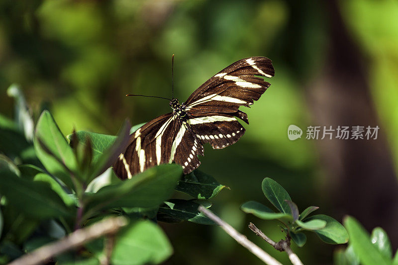 斑马长翅蝴蝶(Heliconius charitonius)是佛罗里达官方蝴蝶